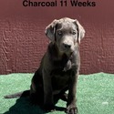 Labrador Retriever for sale