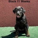 Labrador Retriever for sale