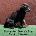 AKC Labrador Black Male - a Labrador Retriever puppy