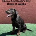 AKC Labrador Black Male - a Labrador Retriever puppy