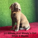Labrador Retriever for sale