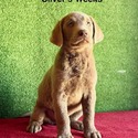AKC Labrador Silver Female - a Labrador Retriever puppy