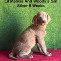 AKC Labrador Silver Female - a Labrador Retriever puppy