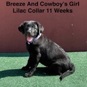Labrador Retriever for sale