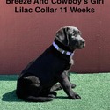 AKC Labrador Black Female Lilac Collar - a Labrador Retriever puppy