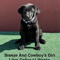 AKC Labrador Black Female Lilac Collar - a Labrador Retriever puppy