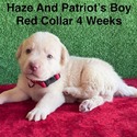 AKC Yellow And Champagne Labrador Puppies Red Collar - a Labrador Retriever puppy