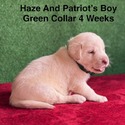 AKC Yellow And Champagne Labrador Puppies Green Collar - a Labrador Retriever puppy