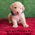 Labrador Retriever for sale