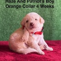 Labrador Retriever for sale