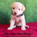 Labrador Retriever for sale