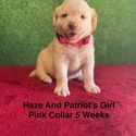 Labrador Retriever for sale