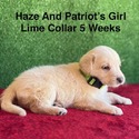 Labrador Retriever for sale