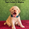 Labrador Retriever for sale