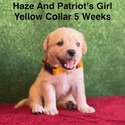 Labrador Retriever for sale