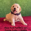 Labrador Retriever for sale