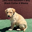 Labrador Retriever for sale