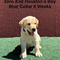 AKC Light Fox Red And Yellow Labrador Puppies Blue Collar - a Labrador Retriever puppy