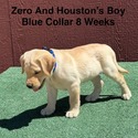AKC Light Fox Red And Yellow Labrador Puppies Blue Collar - a Labrador Retriever puppy
