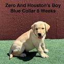 Labrador Retriever for sale