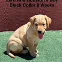 AKC Light Fox Red And Yellow Labrador Puppies Black Collar - a Labrador Retriever puppy