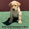 AKC Light Fox Red And Yellow Labrador Puppies Black Collar - a Labrador Retriever puppy