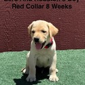 Labrador Retriever for sale