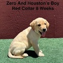 AKC Light Fox Red And Yellow Labrador Puppies Red Collar - a Labrador Retriever puppy