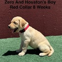 AKC Light Fox Red And Yellow Labrador Puppies Red Collar - a Labrador Retriever puppy