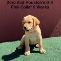 AKC Light Fox Red And Yellow Labrador Puppies Pink Collar - a Labrador Retriever puppy