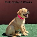 Labrador Retriever for sale