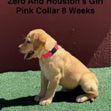 AKC Light Fox Red And Yellow Labrador Puppies Pink Collar - a Labrador Retriever puppy