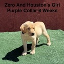Labrador Retriever for sale
