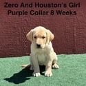 AKC Light Fox Red And Yellow Labrador Puppies Purple Collar - a Labrador Retriever puppy