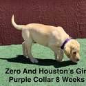 AKC Light Fox Red And Yellow Labrador Puppies Purple Collar - a Labrador Retriever puppy