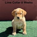 AKC Light Fox Red And Yellow Labrador Puppies Lime Green Collar - a Labrador Retriever puppy