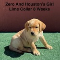 AKC Light Fox Red And Yellow Labrador Puppies Lime Green Collar - a Labrador Retriever puppy