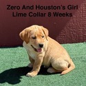 Labrador Retriever for sale