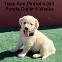 Labrador Retriever for sale
