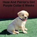 AKC Yellow And Champagne Labrador Puppies Purple Collar - a Labrador Retriever puppy