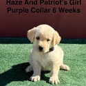 AKC Yellow And Champagne Labrador Puppies Purple Collar - a Labrador Retriever puppy