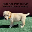 AKC Yellow And Champagne Labrador Puppies Yellow Collar - a Labrador Retriever puppy