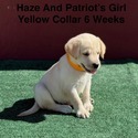 AKC Yellow And Champagne Labrador Puppies Yellow Collar - a Labrador Retriever puppy