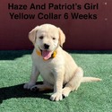 Labrador Retriever for sale