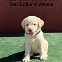 AKC Yellow And Champagne Labrador Puppies Teal Collar - a Labrador Retriever puppy