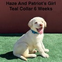 Labrador Retriever for sale