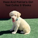 AKC Yellow And Champagne Labrador Puppies Teal Collar - a Labrador Retriever puppy