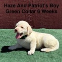 AKC Yellow And Champagne Labrador Puppies Green Collar - a Labrador Retriever puppy