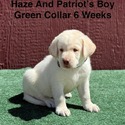 AKC Yellow And Champagne Labrador Puppies Green Collar - a Labrador Retriever puppy