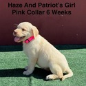 AKC Yellow And Champagne Labrador Puppies Pink Collar - a Labrador Retriever puppy